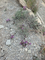 Astragalus subuliformis