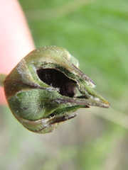 Pseudopodospermum molle