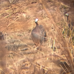 Numida meleagris galeatus