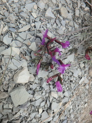 Astragalus subuliformis