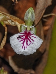Image of Elettaria cardamomum