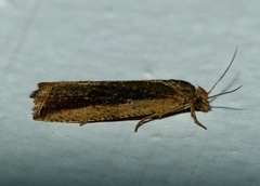 Bactra robustana