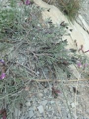 Astragalus subuliformis