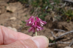 Trifolium brandegeei
