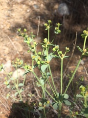 Euphorbia lurida