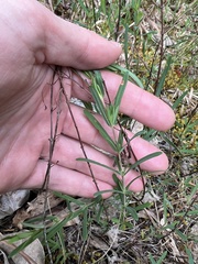 Hypericum dolabriforme