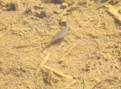 Cyprinodon macularius