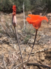 Calochortus kennedyi kennedyi