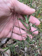 Hypericum dolabriforme