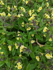 Nonea lutea