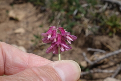 Trifolium brandegeei