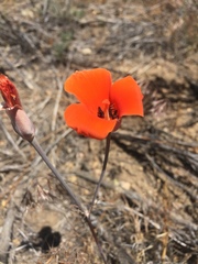 Calochortus kennedyi kennedyi