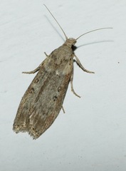 Lamoria anella