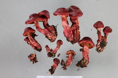Cortinarius cardinalis