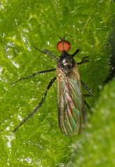 Rhamphomyia