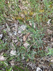 Hypericum dolabriforme