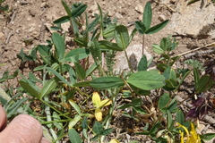 Trifolium brandegeei