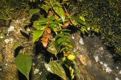 Sphyrospermum sodiroi