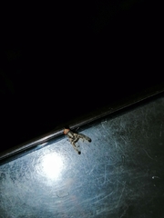 Pseudodyscrasis scutellaris