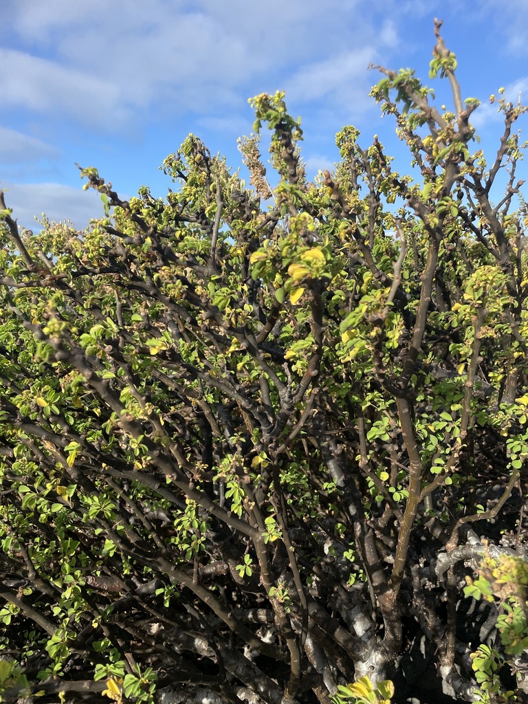 Euphorbia californica from Isla Clarión, Tecomán, BCS, MX on April 22 ...