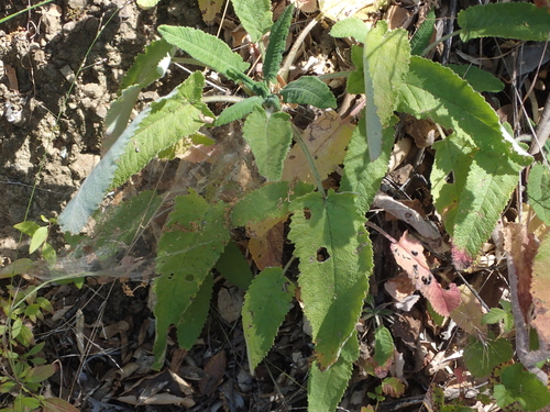 iNaturalist observation photo of Hummingbird Sage