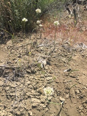 Allium howellii clokeyi