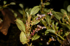 Stelis piperina