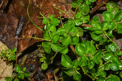 Peperomia hispidula