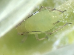 Metopolophium