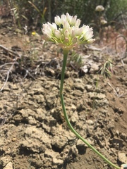 Allium howellii clokeyi