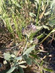 Eriodictyon traskiae