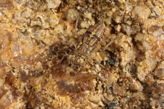 Mesopsocus unipunctatus