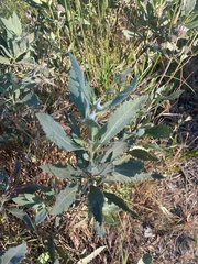 Eriodictyon traskiae