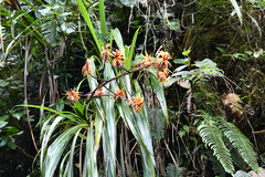 Pitcairnia dendroidea