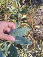 Eriodictyon traskiae