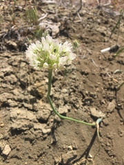 Allium howellii clokeyi