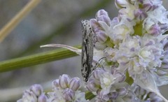 Ethmia semitenebrella