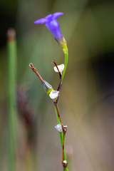 Siphocodon spartioides