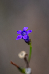 Siphocodon spartioides