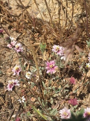 Lessingia tenuis