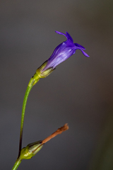 Siphocodon spartioides