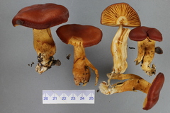 Aureonarius rubrodactylus