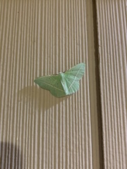 Dichorda illustraria