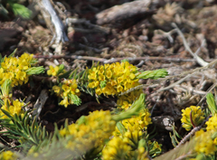 Thymelaea coridifolia
