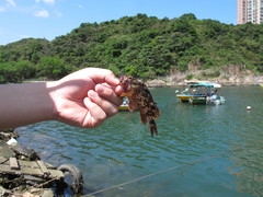 Sebastiscus marmoratus