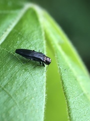 Agrilini