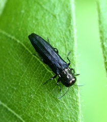 Agrilini