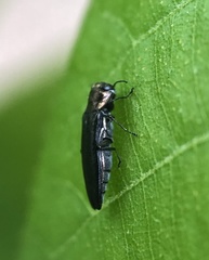 Agrilini