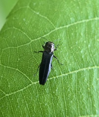 Agrilini