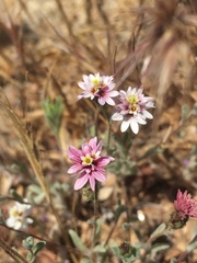Lessingia tenuis